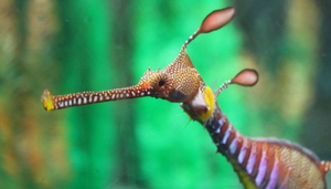 Seahorse World