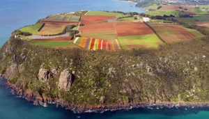 Table Cape Tulip Farm