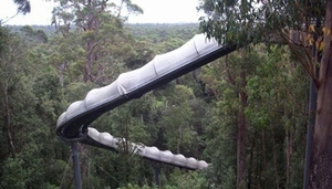Tarkine Forest Adventures - Dismal Swamp