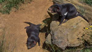 Trowunna Wildlife Park