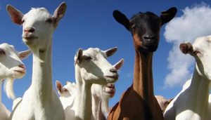 Westhaven Dairy