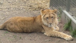Zoodoo Wildlife Park