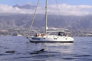 3h Whale Watching Share Tour Beneteau Oceanis 440