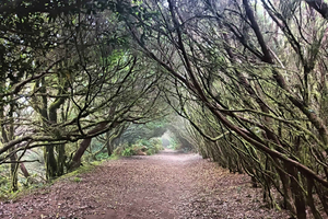 Randonnée à Anaga. Découvrez l'essence de la Forêt des énigmes