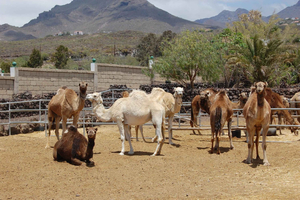 Camel Experience