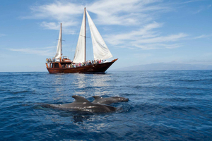 Costa Adeje: Respectful Whale Watching on Wooden Boat & Swim