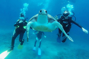 Buceo para principiantes + traslado desde Puerto de la Cruz
