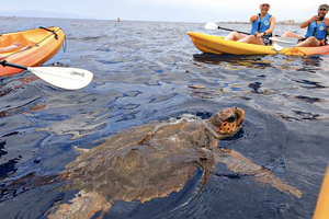 Kayak Safari & Snorkel in a Protected area
