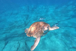 Tenerife : Safari en kayak avec dauphins, tortues, snorkeling et photos incluses !