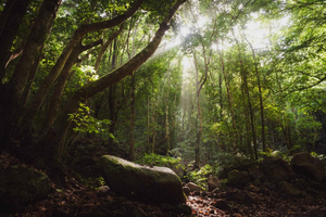 La Palma: Explore the laurisilva, the island’s magical forest