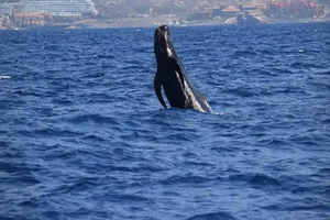 Los Cristianos: Eco Yacht Whale Watching Tour at Sunset