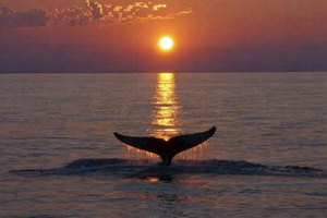 Los Cristianos: Eco Yacht Whale Watching Tour at Sunset