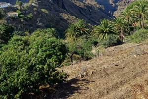 Masca Village, Wine Tasting & Tapas Tour