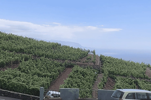 Orotava Valley: wine as a product of heroes