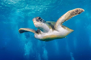 S. Tenerife: 2 Dives for Beginners (Beach + Boat Experience)