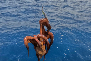 South 4-Hour Fishing Charter