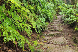 Tenerife Anaga Mountains: Circular Hike in the Laurel Forest – Small Group, Max. 10