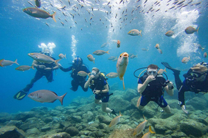 Tenerife: Beginner Scuba Dive Experience