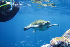 Tenerife: Guided Snorkeling Tour Incl. Gear