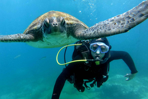 Tenerife: Your First Scuba Diving Experience in Turtle Area