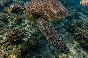 Teneryfa: Przygoda łodzią i snorkeling na wulkanicznych rafach w małych grupach