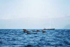  3-Hour Whale Safari Boat Trip From Puerto Colón