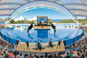 Gran Canaria: Day Trip to Loro Parque in Tenerife
