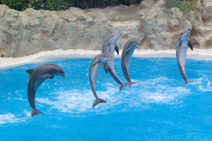 Santa Cruz: Loro Parque Tickets and Transport