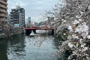 Tour in barca per la fioritura dei ciliegi a Yokohama, Minato Mirai