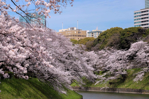 Cherry Blossom E-Bike Gardens Tour with Gardener