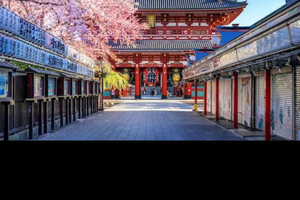 Cherry Blossoms, Temples, and Old Town Tour