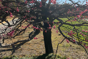 Flavors and Serenity: Tsukiji and Hamarikyu garden in Spanish