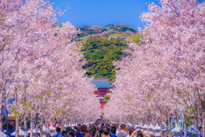 From Tokyo: Kamakura and Enoshima 1-Day Bus Tour
