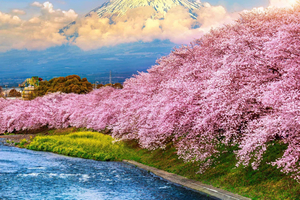 From Tokyo: Mt Fuji Private Day Tour In Luxury Land Cruiser