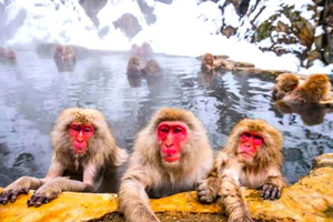 From Tokyo/Nagano: Snow Monkey Zenkoji Temple Private tour.