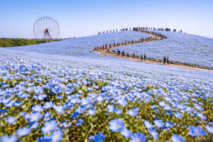 Hitachinaka Private Guided Tour from Tokyo by Car