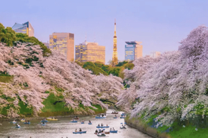 Tokio: Rundgang zu den berühmten Kirschblüten-Highlights mit Guide