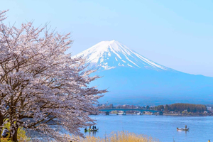 Mt. Fuji & Instagrammable spots Seasonal Bloom Tour