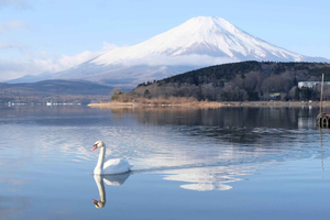 Mt Fuji Signature 6 Scenic Spots Tour & Lake Yamanaka
