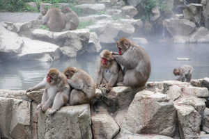 Nagano: Guided Day Trip with Snow Monkeys & Sake Tasting