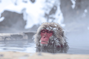 Nagano: private tour to ski resort & snow monkey