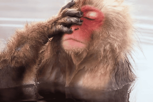 Nagano: Private Tour with Snow Monkeys & Ski Resorts