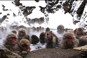 Nagano/tour privato di un giorno alle scimmie delle nevi al prezzo più basso