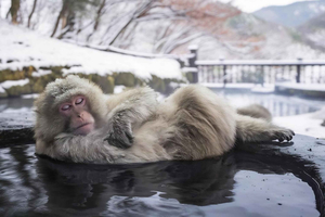 Nagano Tokyo: Snow Monkey Private Day Tour Hotel Pick & Drop