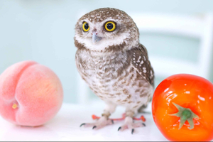 Owl Cafe Tokyo Akiba Fukurou