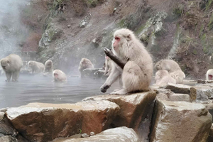 Private Nagano Zenko-ji & Snow Monkeys Day Trip
