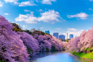 Tokyo Cherry Blossom Express Tour with Boat Ride