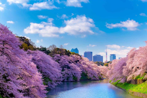 Tokyo : balade parmi les cerisiers en fleurs et sortie en bateau