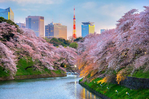 Tokyo Highlights Full-Day Tour: Temples, Towers & Top Spots
