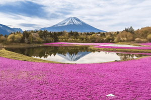 Tokyo: Mount Fuji Private Tour with Scenic Lunch Experience